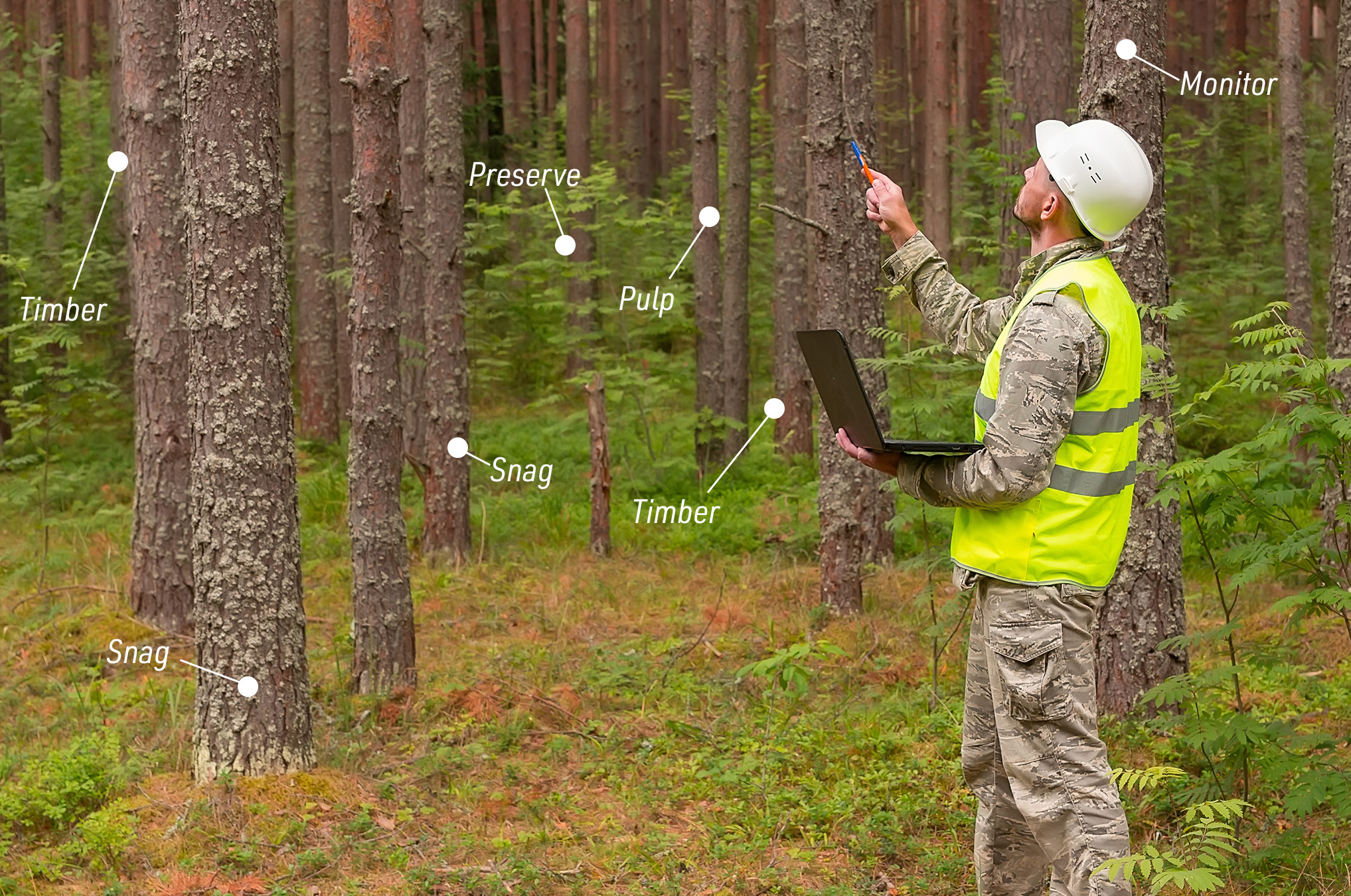 A forester inspects trees in a wooded area.