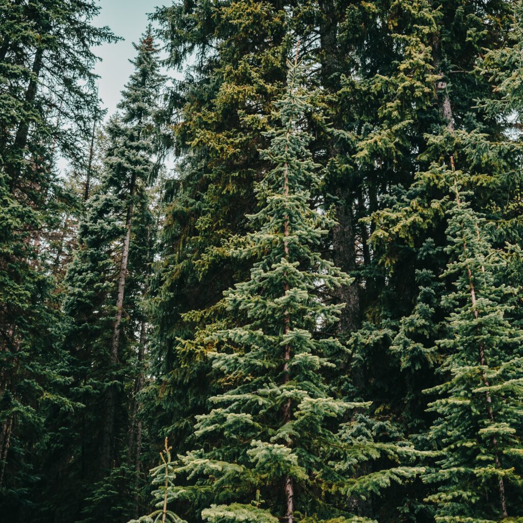 Alpine forest in the mountains in summer