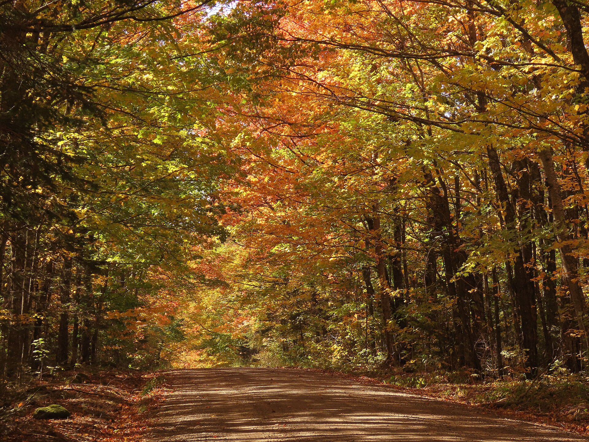 Gravel forest road under a canopy of fall maple trees