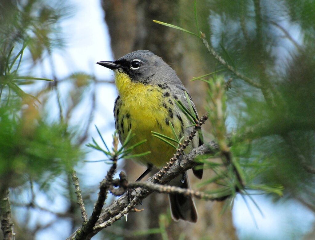 Kirtland's warbler perched in a pine