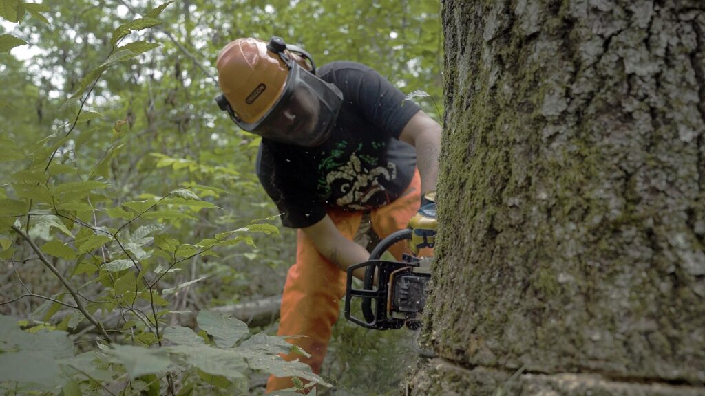 A Menominee logger in safety gear cuts at the base of a large tree with a chainsaw