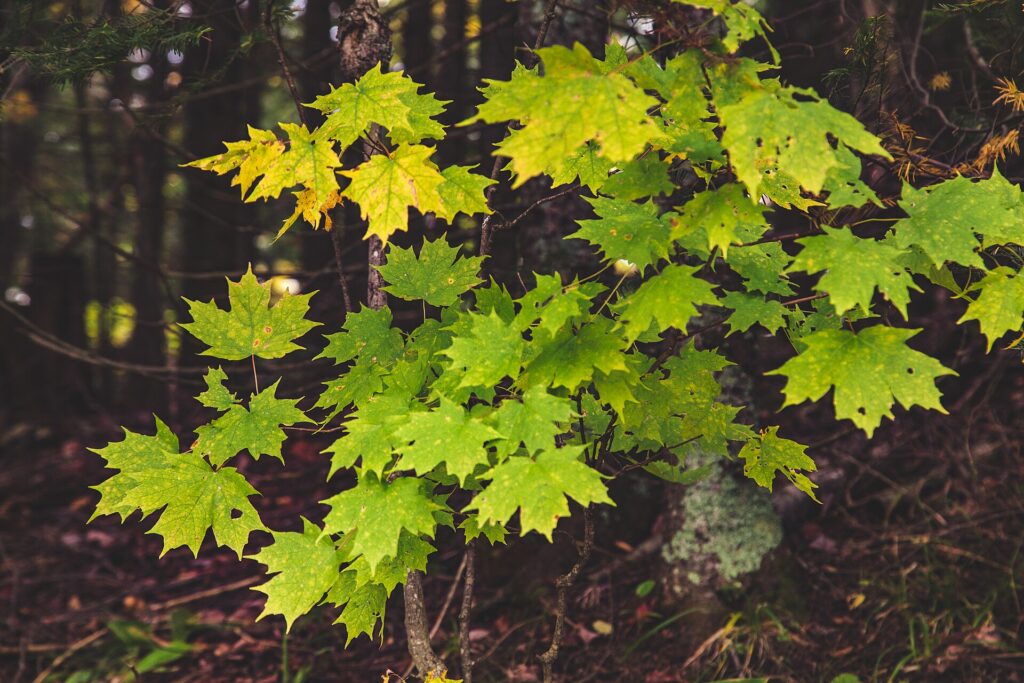 Sugar maple leaves turning yellow-green in autumn against a dark forest