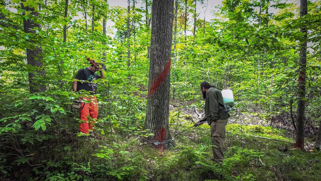 Foresters in a mixed hardwood stand, one tree marked with red paint