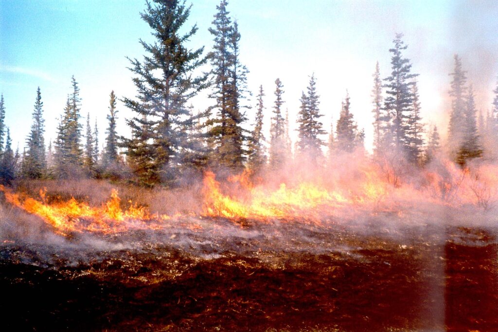 Low flames from a prescribed burn creep across a grassy clearing in front of a line of spruce trees