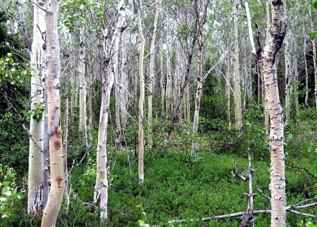 A grove of white-barked quaking aspen trunks rising over a lush green understory