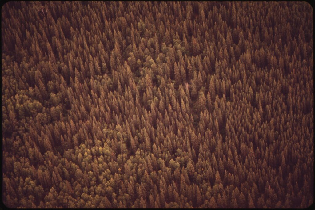 Aerial view of a dense, uniform stand of dark black spruce covering the upland taiga of interior Alaska